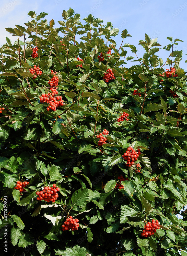 red berries on Sorbus intermedia tree red berries on Sorbus intermedia tree