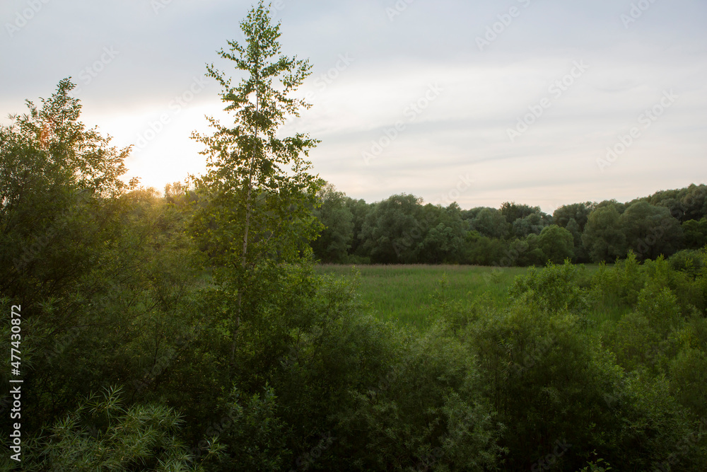 Beautiful nature. Woods with green trees foliage, grass field and clouds in the background. Afternoon panorama landscape at Pokrovskoe Streshnevo urban forest park, Moscow, Russia Beautiful nature. Woods with green trees foliage, grass field and clouds in the background. Afternoon panorama landscape at Pokrovskoe Streshnevo urban forest park, Moscow, Russia