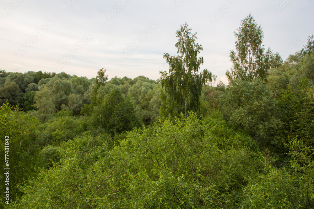 Beautiful nature. Woods with green trees foliage, grass field and  clouds in the background. Afternoon panorama landscape at Pokrovskoe Streshnevo urban forest park, Moscow, Russia
