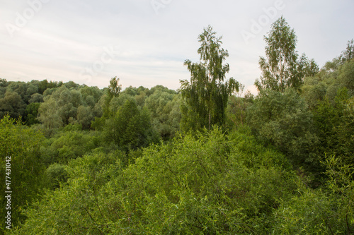 Beautiful nature. Woods with green trees foliage  grass field and  clouds in the background. Afternoon panorama landscape at Pokrovskoe Streshnevo urban forest park  Moscow  Russia