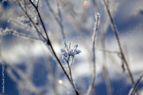 Oszroniona gałązka zimowa kompozycja w jasnych kolorach © Monika