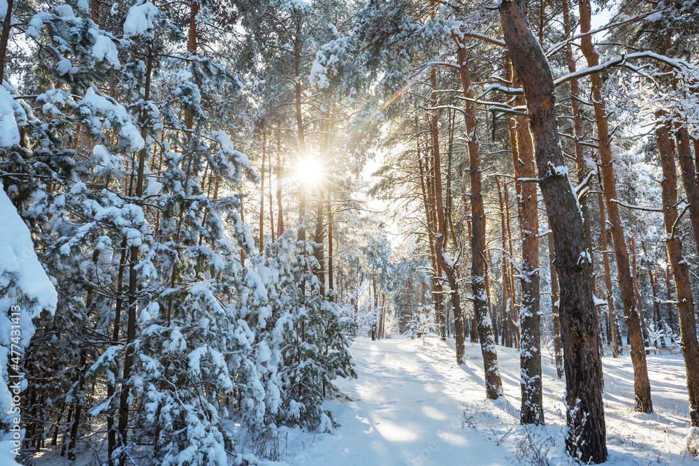 Fototapeta premium Winter forest