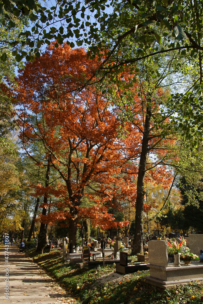 view at old tombs and multicolor autumnal trees in cemetery