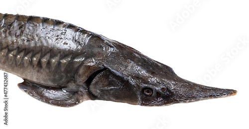 head of fresh sturgeon fish isolated on white background