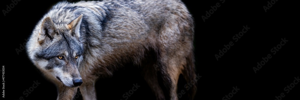 Fototapeta premium Template of a grey wolf with a black background