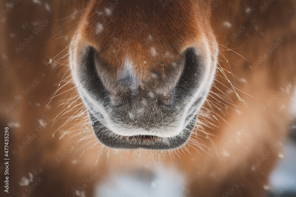 Naklejka premium Pferd / Nase / Winter