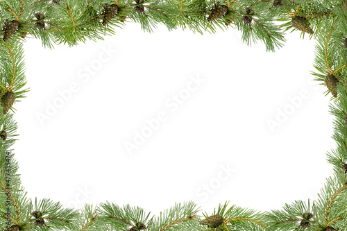 A frame of pine branches with small cones on a white background.