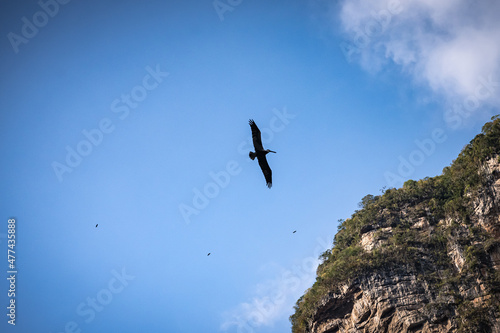 A bird over Sumidero Canyon in Chiapas, Mexico photo