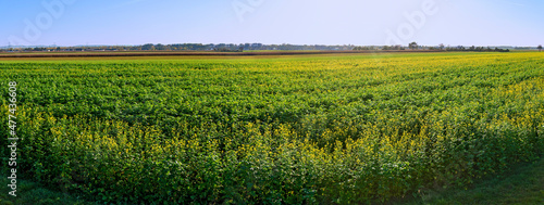 view across a field with flourishing green manuring plants until the horizon