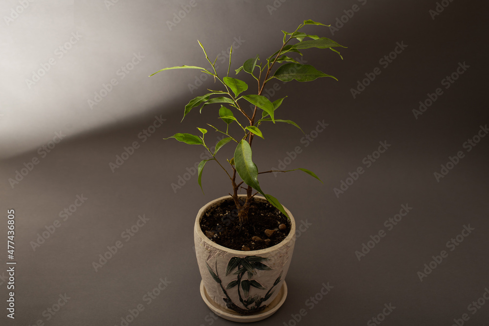 Flower tree growing in a pot on a gray background Flower tree growing in a pot on a gray background