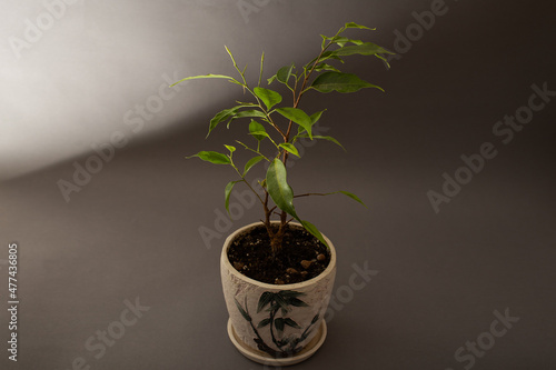 Flower tree growing in a pot on a gray background