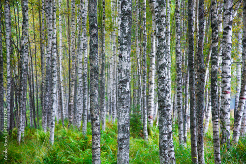 Fototapeta Naklejka Na Ścianę i Meble -  White birch trees in the forest