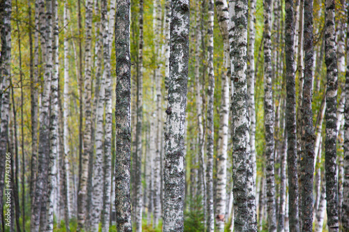 Fototapeta Naklejka Na Ścianę i Meble -  White birch trees in the forest
