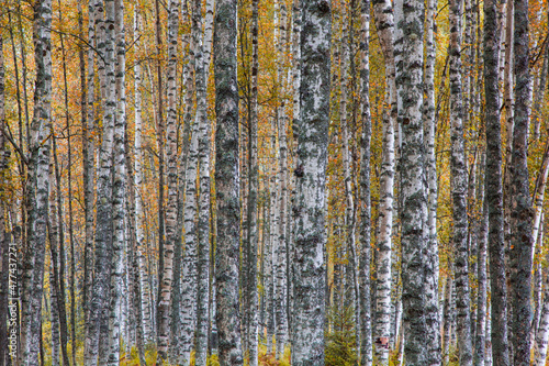 White birch trees in the forest