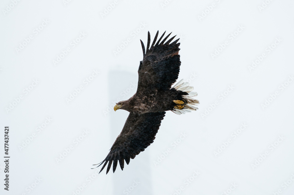 Fototapeta premium eagle