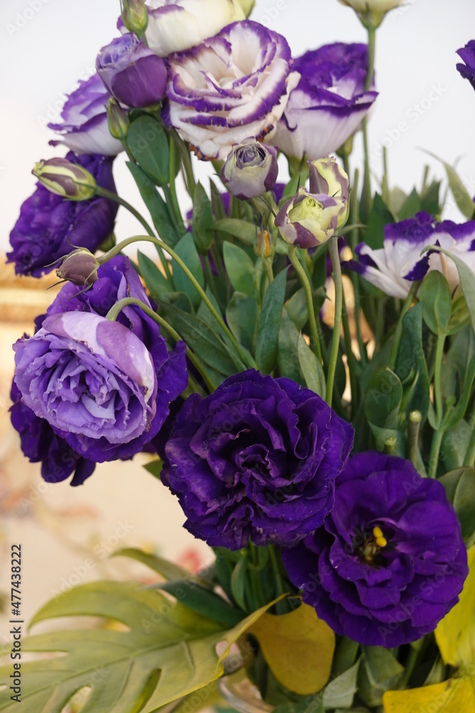 Close up A bouquet of Blooming Purple Rose Close up A bouquet of Blooming Purple Rose