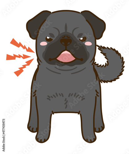 威嚇する黒パグ