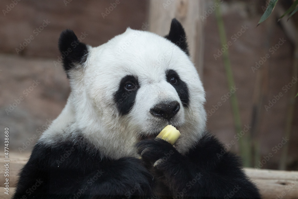 Fototapeta premium Sweet female panda eating bamboo shoot