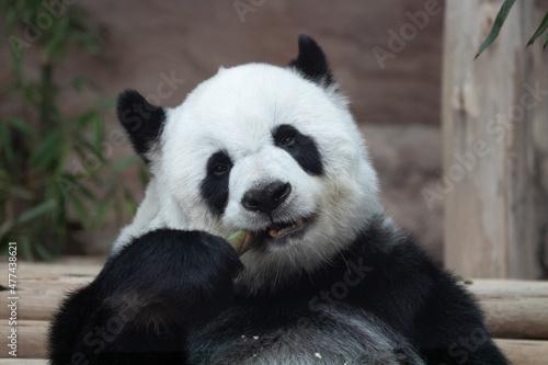 Cute Panda eating bamboo shoot © foreverhappy