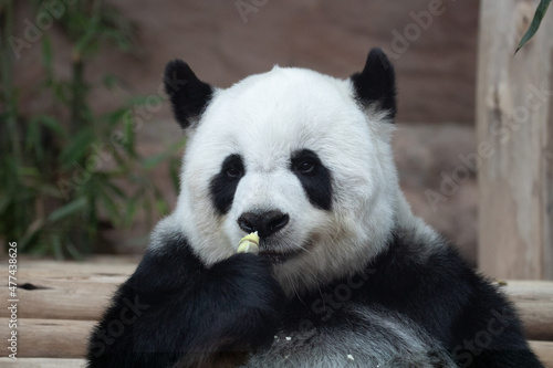 Cute Panda eating bamboo shoot