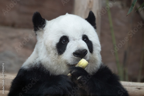 Fluffy Panda Holding Sugar cane 