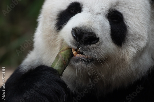 Close up Fluffy Panda biting Bamboo