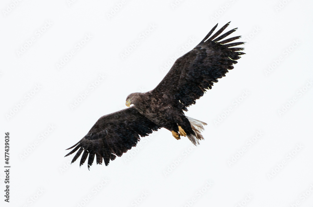 Fototapeta premium white tail eagle