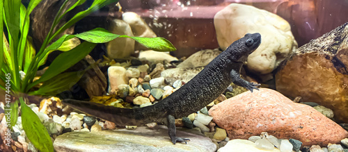 Pleurodeles waltl in aquarium - Spanish ribbed newt, also known as the Iberian ribbed newt photo