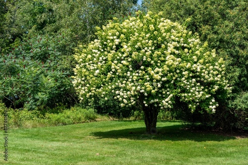 Flowering Tree in Lawn