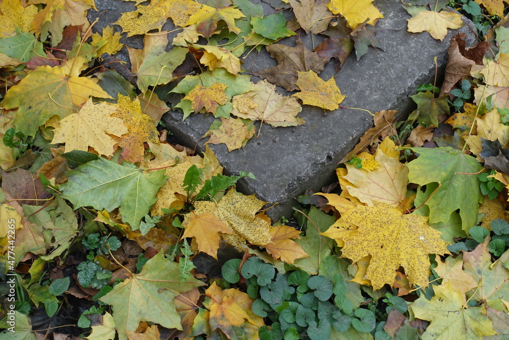 Colorful fallen leaves of maple covering greenery and grey concrete slab in November Colorful fallen leaves of maple covering greenery and grey concrete slab in November