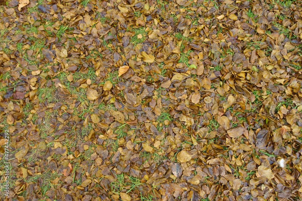 Brown fallen leaves of mulberry covering the ground in December Brown fallen leaves of mulberry covering the ground in December