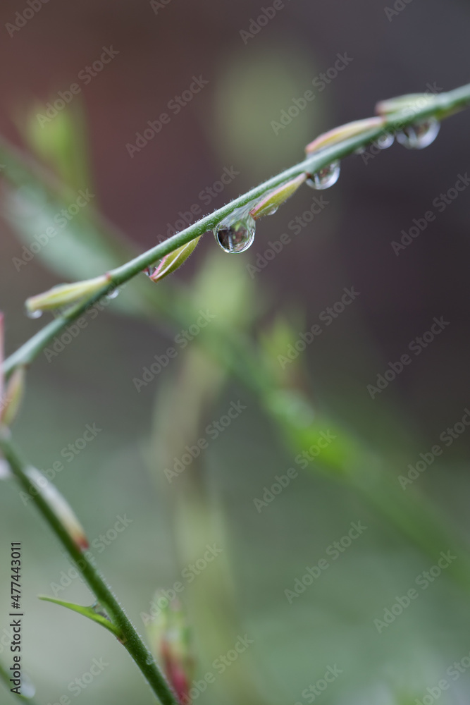 Leaves Leaves
