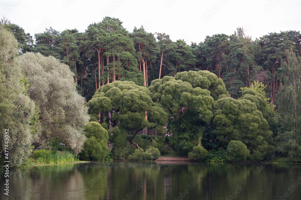 lake pond, white and Crack Brittle willows (salix alba and fragilis bullata), pine trees in back. Landscape panorama at  Serebryany Bor (Silver pinewood) forest park. Khoroshevskoye, Moscow, Russia