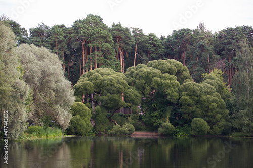 lake pond, white and Crack Brittle willows (salix alba and fragilis bullata), pine trees in back. Landscape panorama at Serebryany Bor (Silver pinewood) forest park. Khoroshevskoye, Moscow, Russia