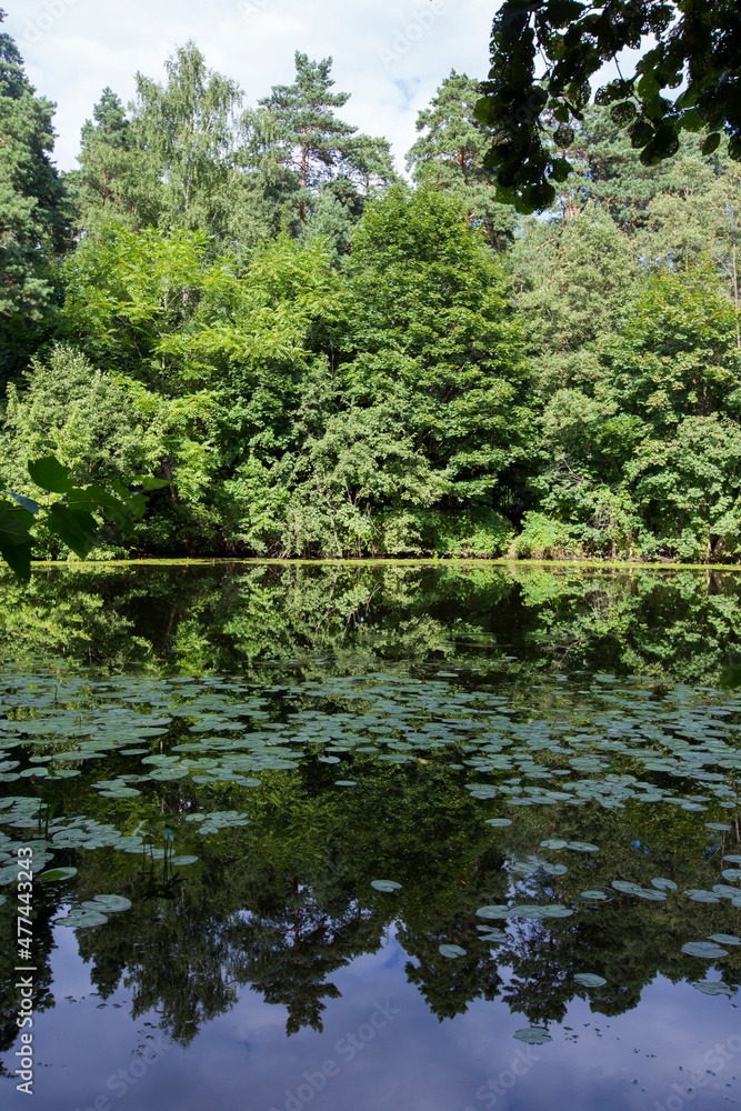 Fototapeta premium woods trees green foliage reflected in lake pond. Filled frame landscape panorama at Serebryany Bor (Silver pinewood) forest park. Khoroshevskoye, Moscow, Russia
