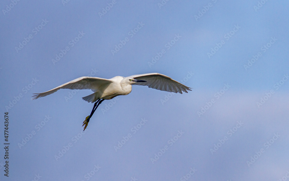 Little Egret behavior in breeding colony Little Egret behavior in breeding colony