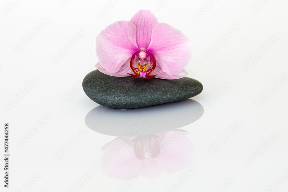 A decorative orchid flower blossom A decorative orchid flower blossom