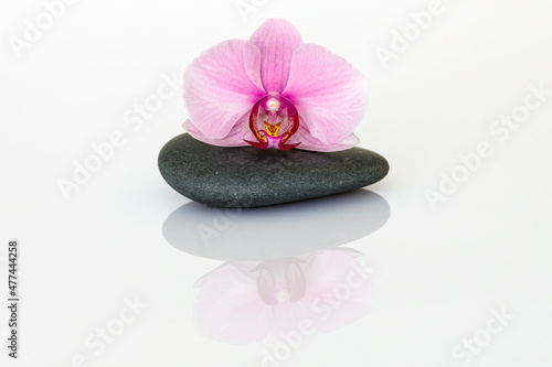 A decorative orchid flower blossom