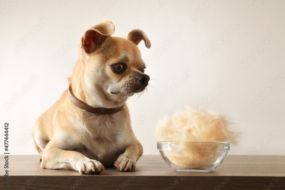Hairless with chihuahua and bowl full of hair front