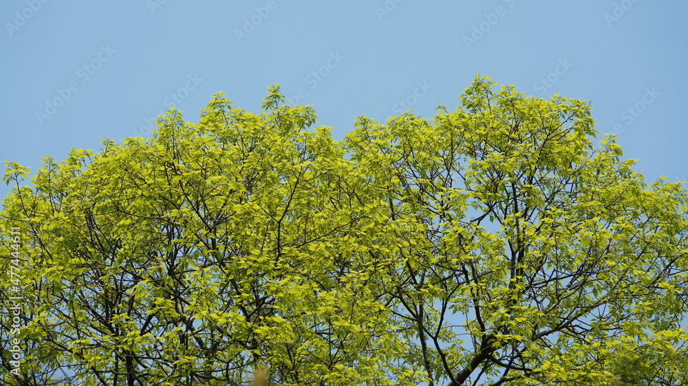 The beautiful spring landscape in the forest with the fresh green trees and the warm sunlight The beautiful spring landscape in the forest with the fresh green trees and the warm sunlight