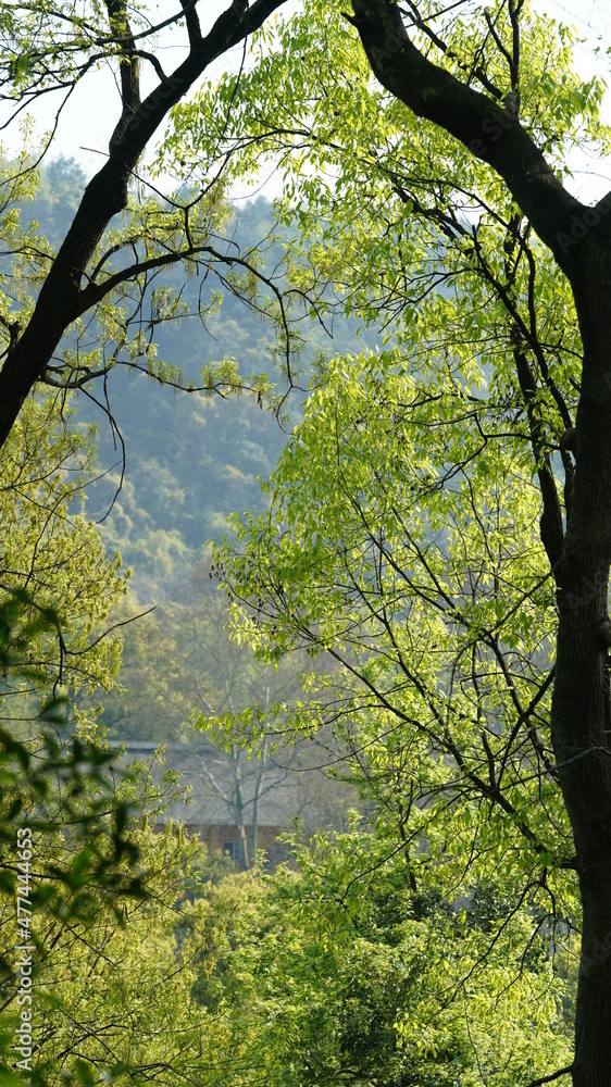 The beautiful spring landscape in the forest with the fresh green trees and the warm sunlight