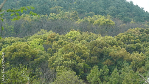 The beautiful spring landscape in the forest with the fresh green trees and the warm sunlight