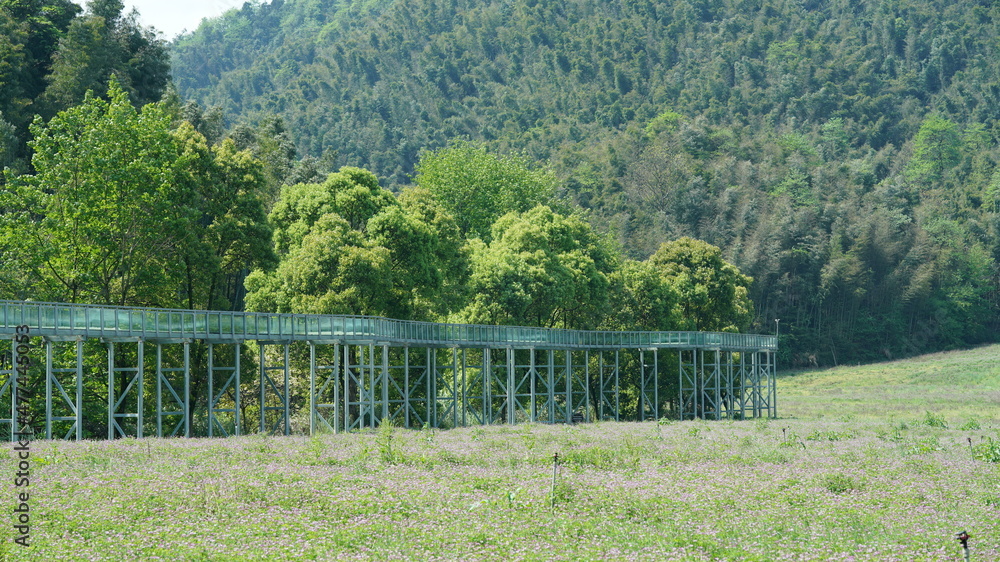 Fototapeta premium The beautiful spring landscape in the forest with the fresh green trees and the warm sunlight