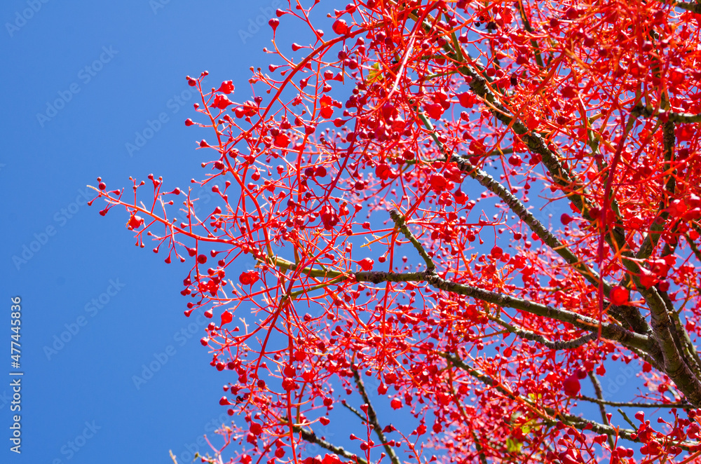 Beautiful lovely red bud fully on it branch in a spring season at a botanical garden. Beautiful lovely red bud fully on it branch in a spring season at a botanical garden.