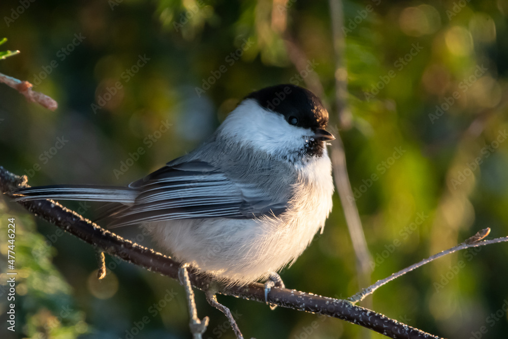 Obraz premium Willow tit in sunshine