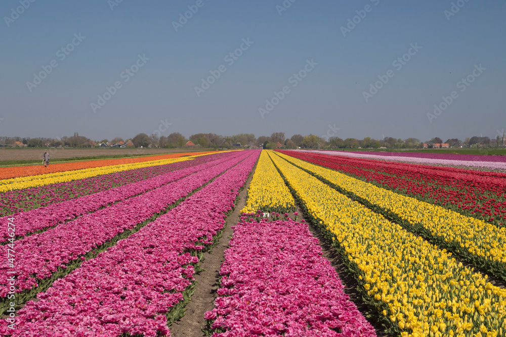 Beautiful contrasting flower fields with tulips in the Dutch spring