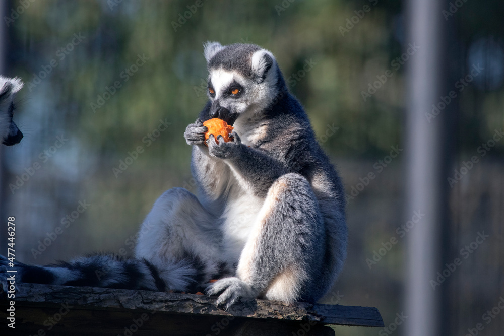Single Gray striped ring-tailed lemur eats a piece of carrot