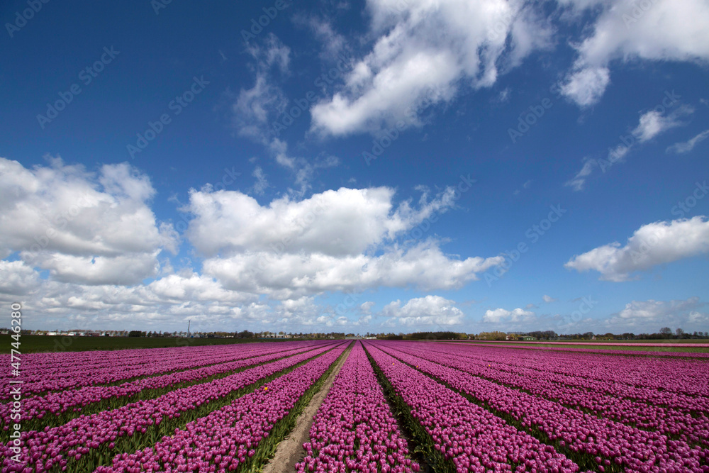 Beautiful contrasting flower fields with tulips in the Dutch spring