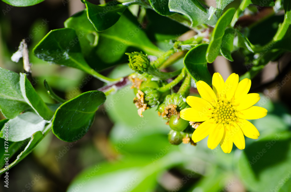 Fototapeta premium Single Yellow Wild daisy flower in spring season at a botanical garden.