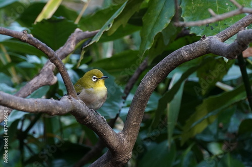 white eye in the forest